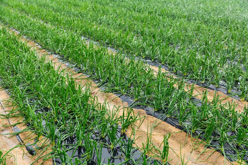 Vegetation Management