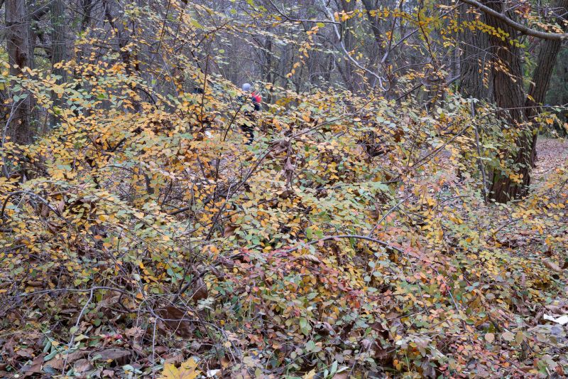 Autumn Bush Hoggings